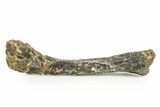 Fossil Ornithopod Dinosaur (Dryosaurus) Humerus - Wyoming #367590-1